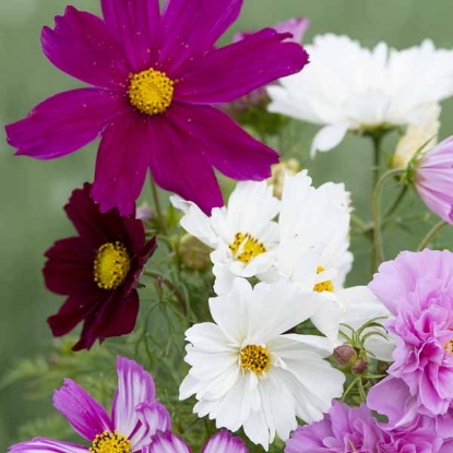 Picture of Cosmos - Breeders Choice Mixed